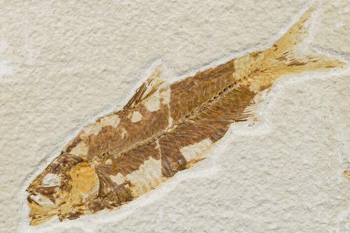 Fossil Fish (Knightia) - Wyoming #159562
